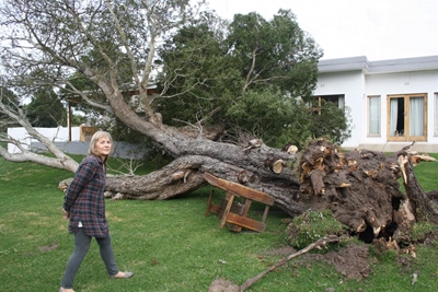 Strong winds cause havoc